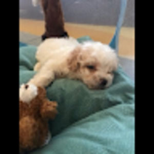 Meet your Posher, Keira